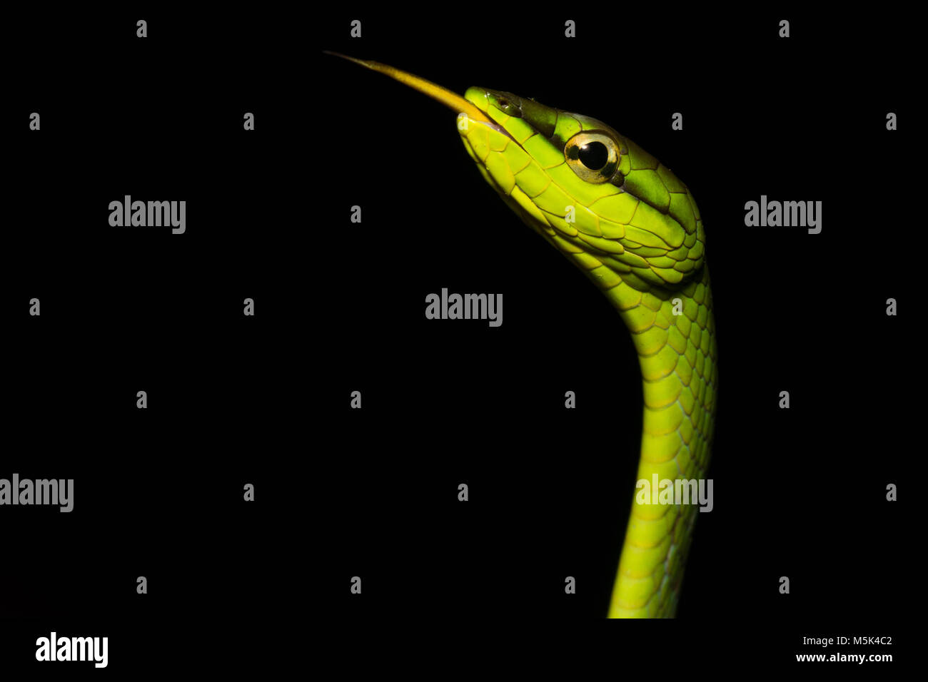 La serpent de vigne (Oxybelis brevirostris) est un colubridé inoffensif serpent d'Amérique du Sud. Banque D'Images