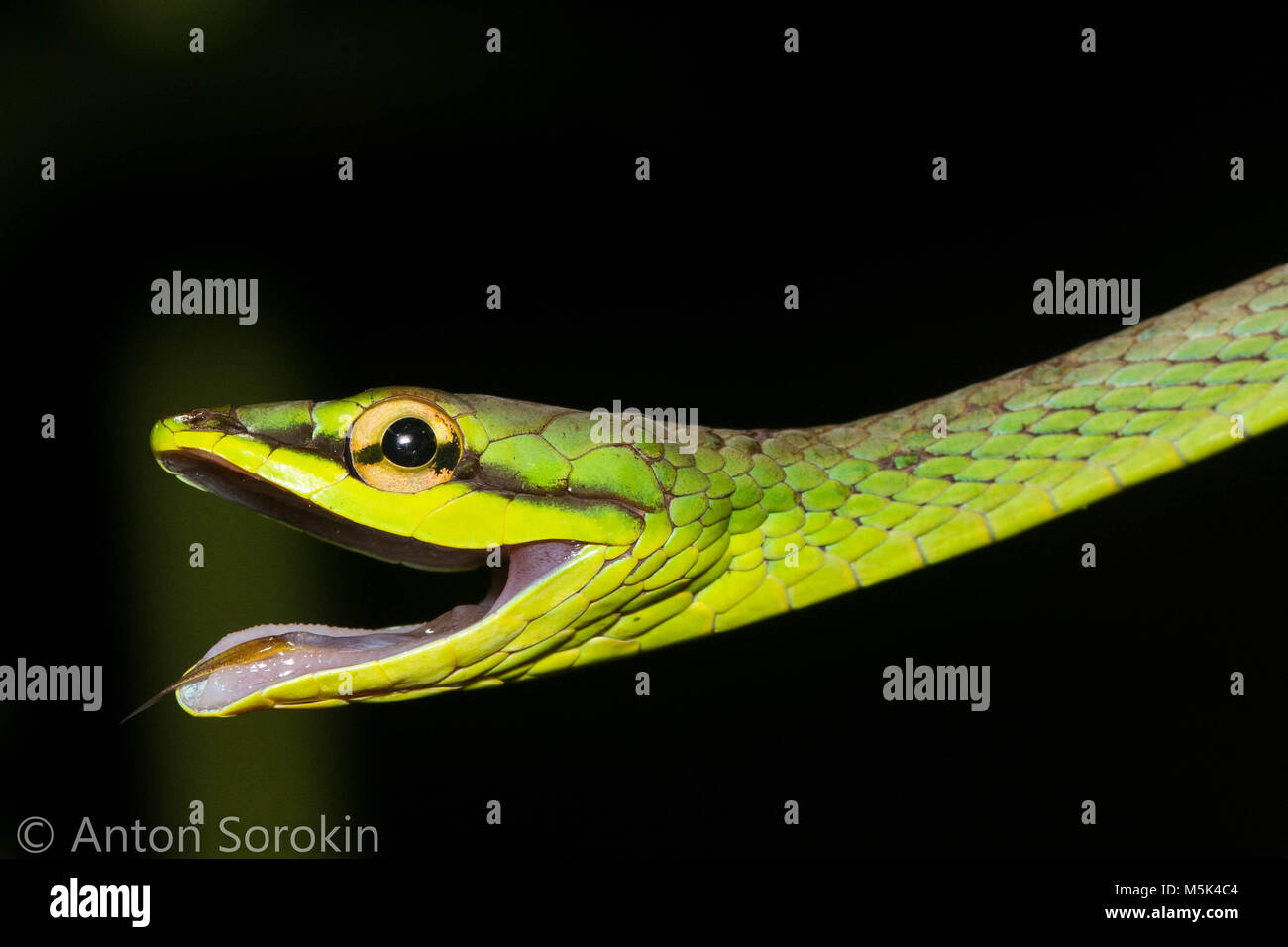 La serpent de vigne (Oxybelis brevirostris) est un colubridé inoffensif serpent d'Amérique du Sud. Banque D'Images