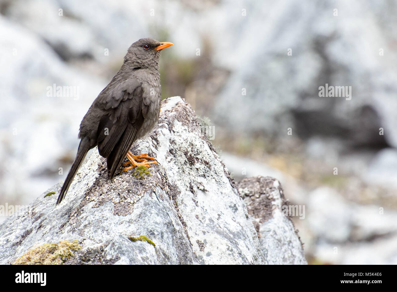 Un grand (Turdus fuscater)Parc National de Cajas en Equateur. C'est la plus grande des grives en Amérique du Sud. Banque D'Images