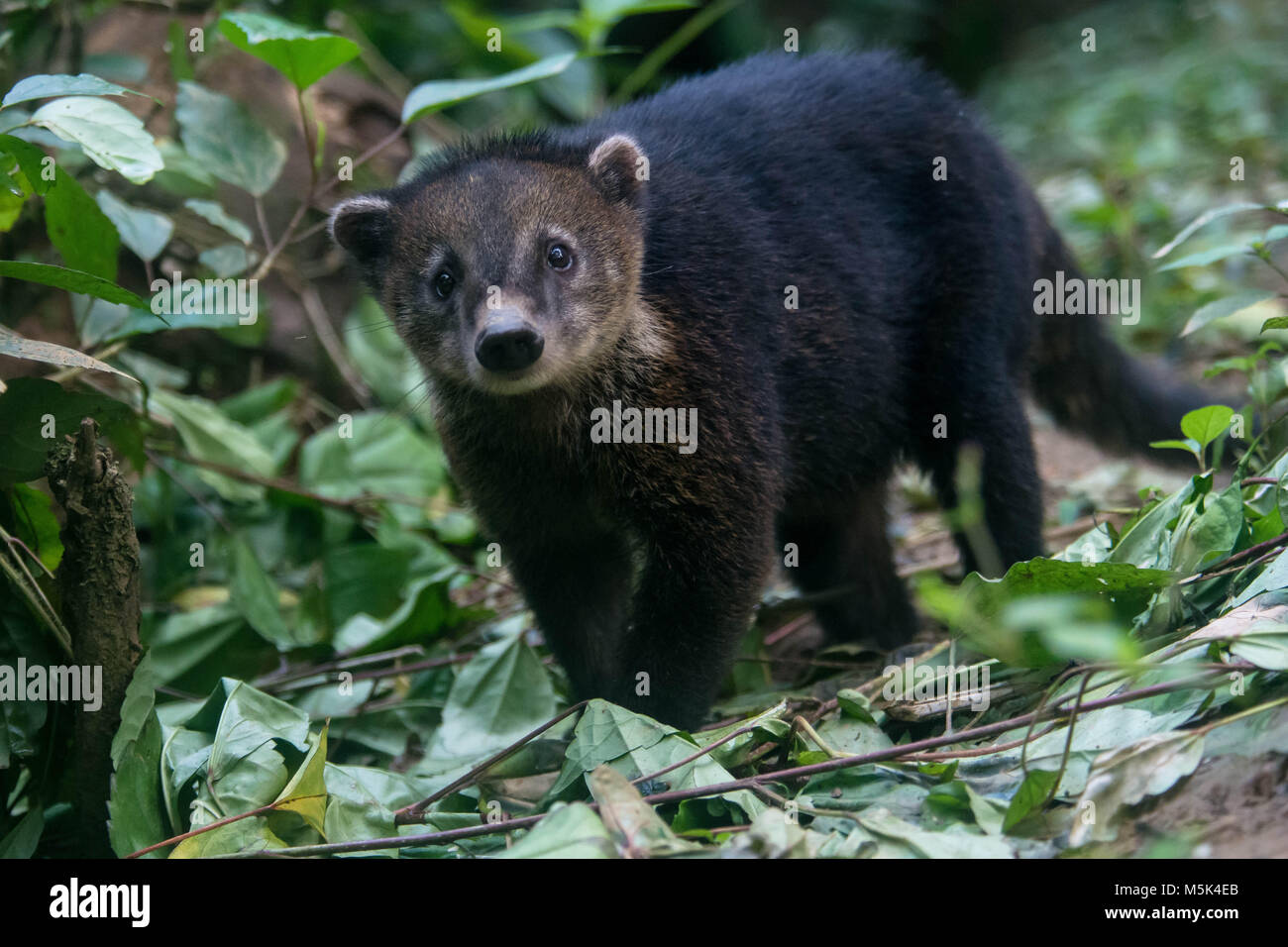 Un coati (Nasua nasua) errant dans la forêt, à Buenaventura, l'Équateur. Banque D'Images