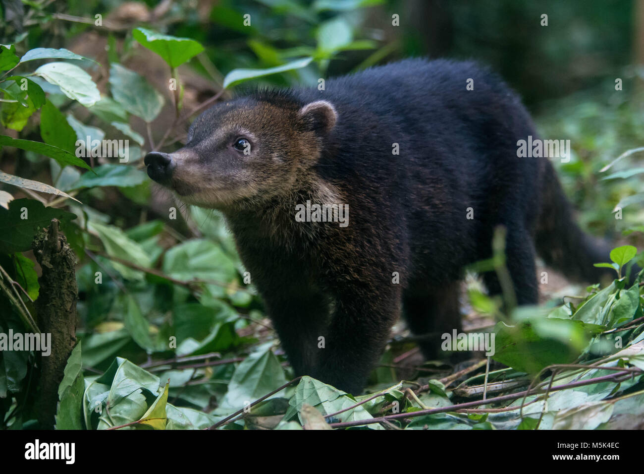 Un coati à partir de la jungle équatorienne. Banque D'Images