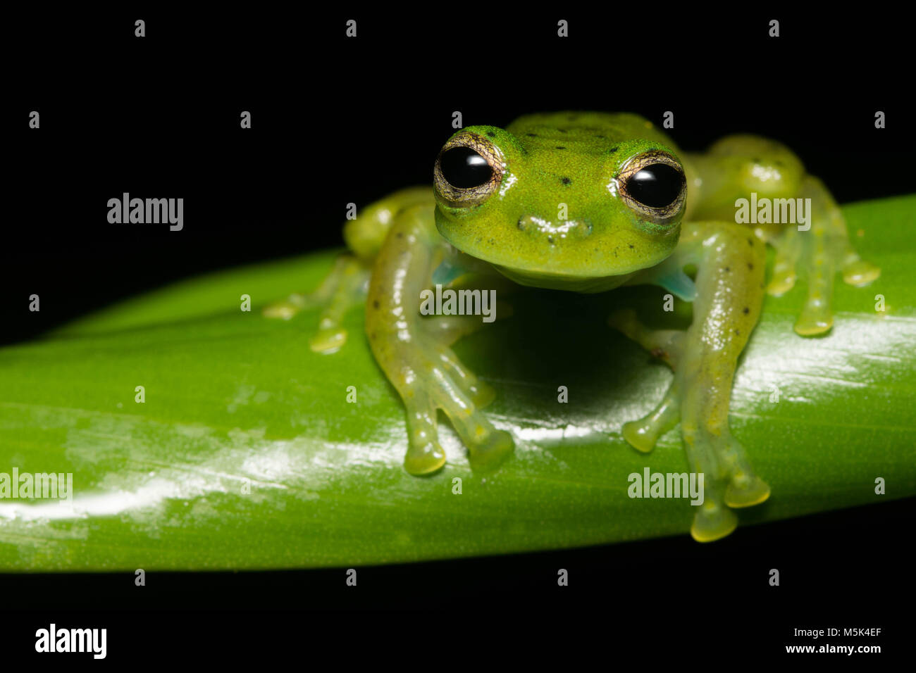 Une petite grenouille en verre à partir de la jungle de l'Équateur. Banque D'Images