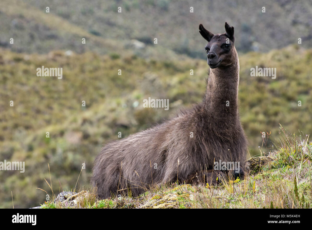 Une allant Lama de Cajas Parc National dans l'Equateur. Banque D'Images