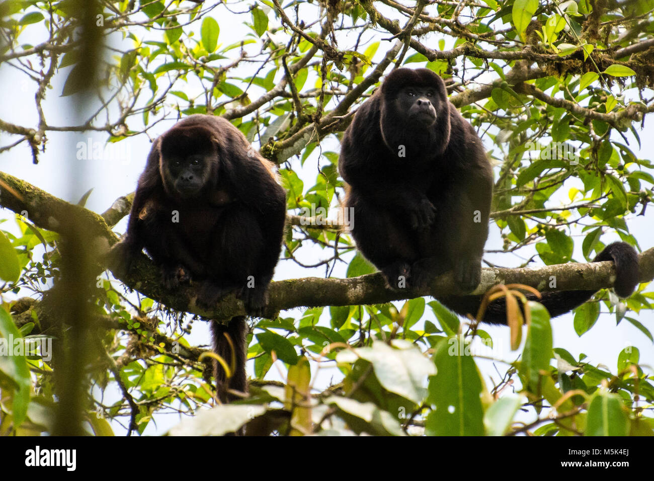 Une paire de fuligineux équatorienne (hurleurs Alouatta palliata aequatorialis) s'asseoir dans un arbre. Banque D'Images