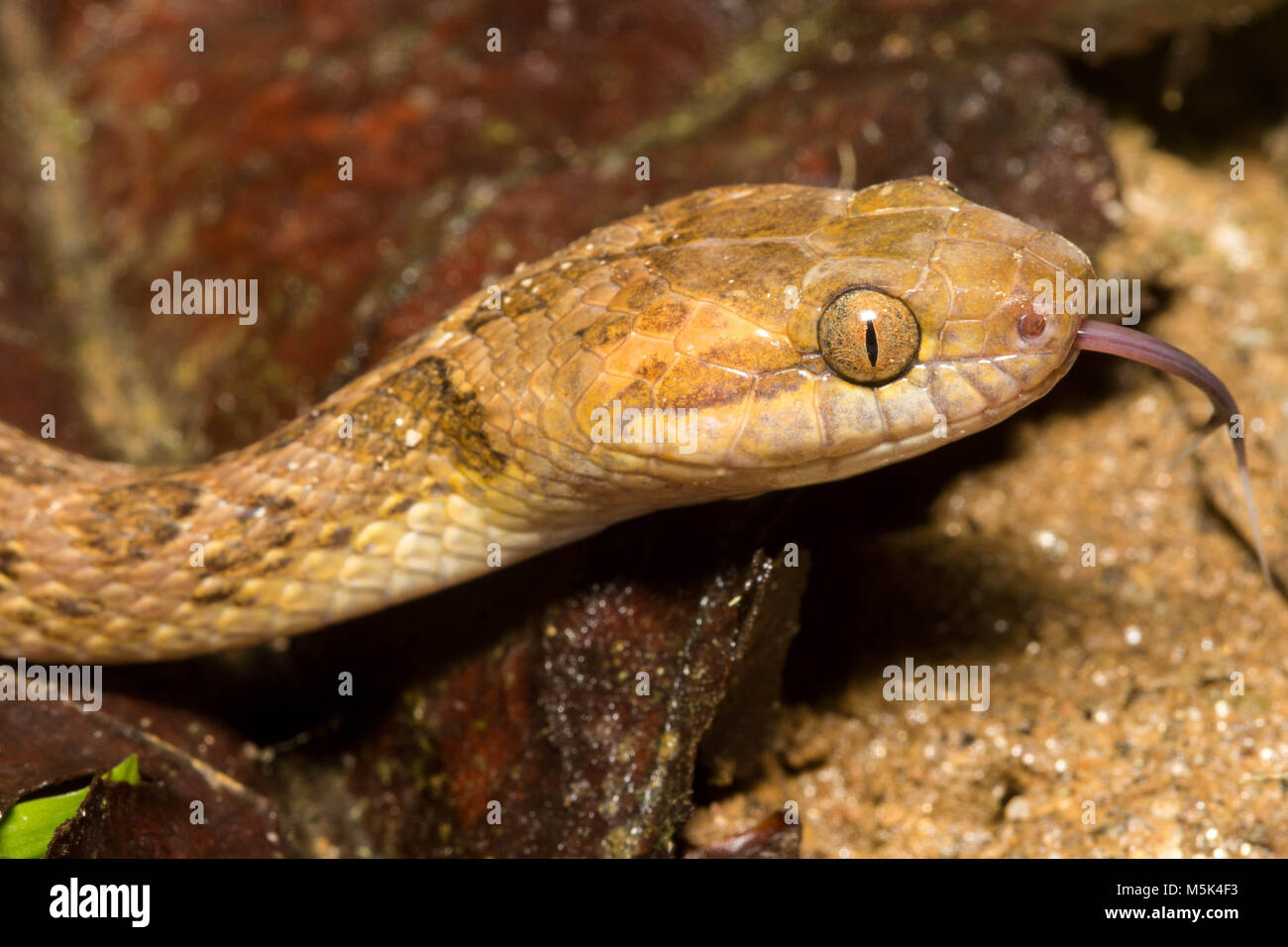 Un chat nord-eyed snake effleurant sa langue, de sentir son environnement. Banque D'Images