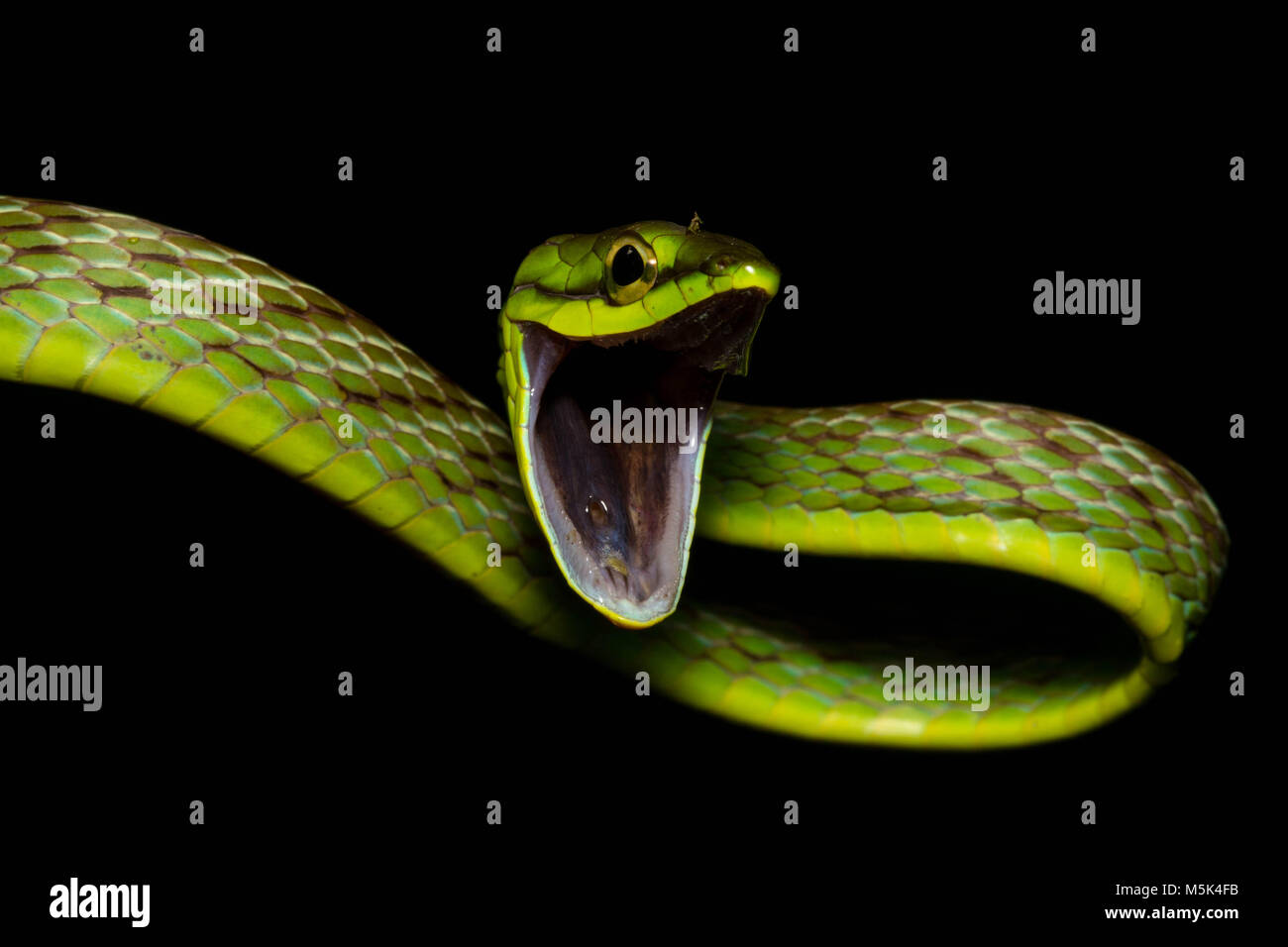 Composer un serpent de vigne (Oxybelis brevirostris) tente d'être aussi effrayant que possible afin d'effrayer les prédateurs. Banque D'Images