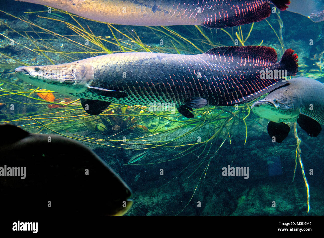 Poissons d'eau douce tropicaux Arapaima gigas, connu aussi sous le nom de Pirarucu dans l'aquarium tropical dans un établissement zoologique Banque D'Images