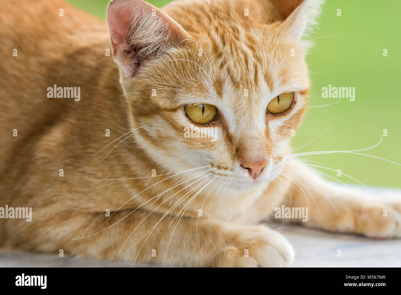 Le Couching Cute cat dépouillé orange vert avec arrière-plan flou Banque D'Images