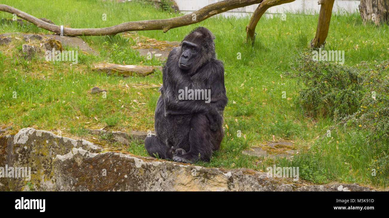 Gorilla assis sur une pierre Banque D'Images