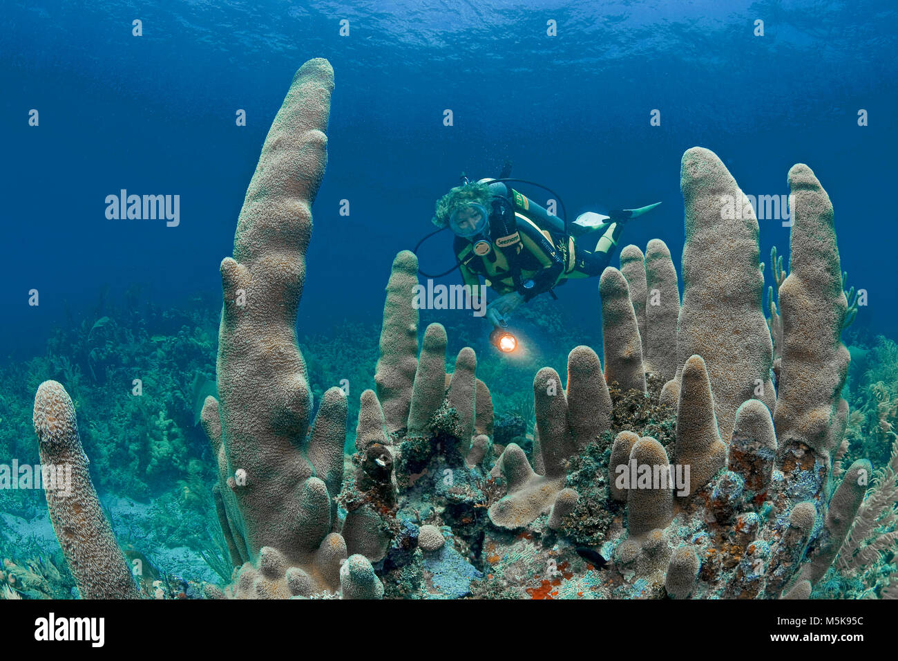 Scuba Diver à un pilier (coraux Dendrogyra cylindrus), des récifs coralliens des Caraïbes à Palmetto Bay, île de Roatan, Bay Islands, Honduras, Caraïbes Banque D'Images