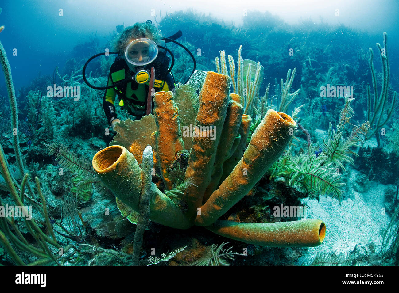 Les amateurs de plongée sous-marine à un tube jaune Aplysina fistularis (éponge), l'île d'Utila, Bay Islands, Honduras, Caraïbes Banque D'Images
