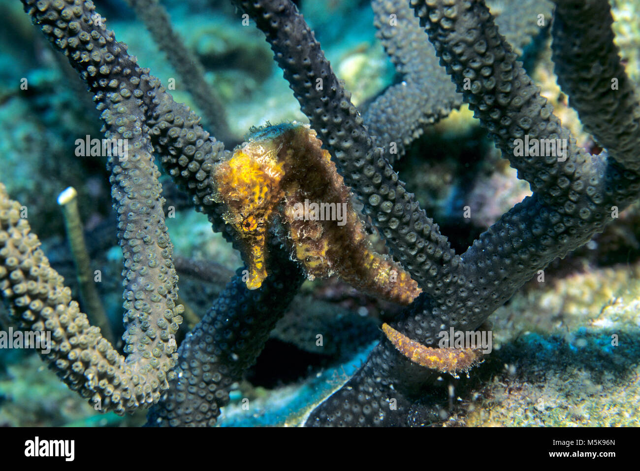 Le Sea Horse (Hippocampus reidi), holding sur le corail, l'île de Cozumel, Mexique, Caraïbes Banque D'Images