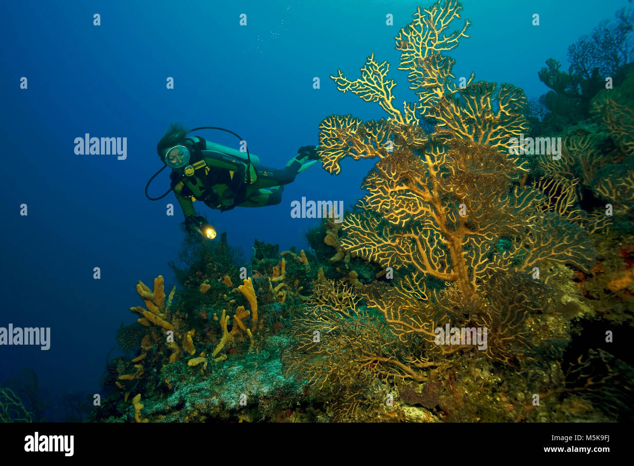Scuba Diver à un ventilateur en eau profonde, de coraux à l'île de Cozumel, Mexique, Caraïbes Banque D'Images