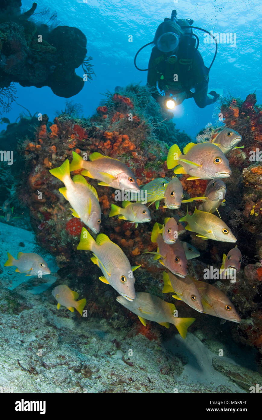 Scuba Diver à caribbean coral reef montres un groupe maître snapper Lutjanus apodus (), Cozumel, Mexique, Caraïbes Banque D'Images