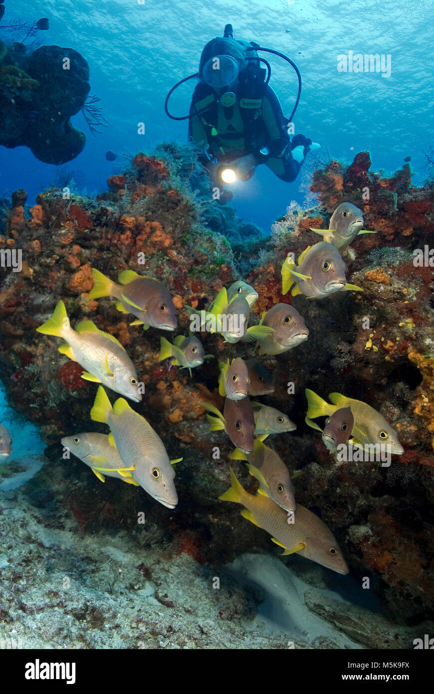 Scuba Diver à caribbean coral reef montres un groupe maître snapper Lutjanus apodus (), Cozumel, Mexique, Caraïbes Banque D'Images