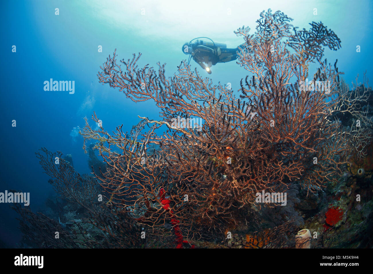 Scuba Diver à un ventilateur en eau profonde, de coraux à Palmetto Bay, île de Roatan, Bay Islands, Honduras, Caraïbes Banque D'Images