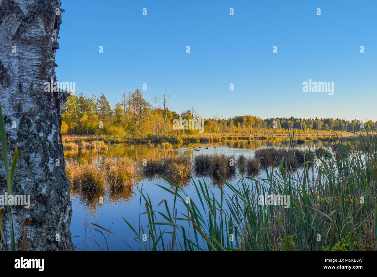 Voir plus d'un étang par reed dans une réserve naturelle, ciel bleu, arbres en miroir dans l'eau, Schwenninger Moos, Allemagne Banque D'Images