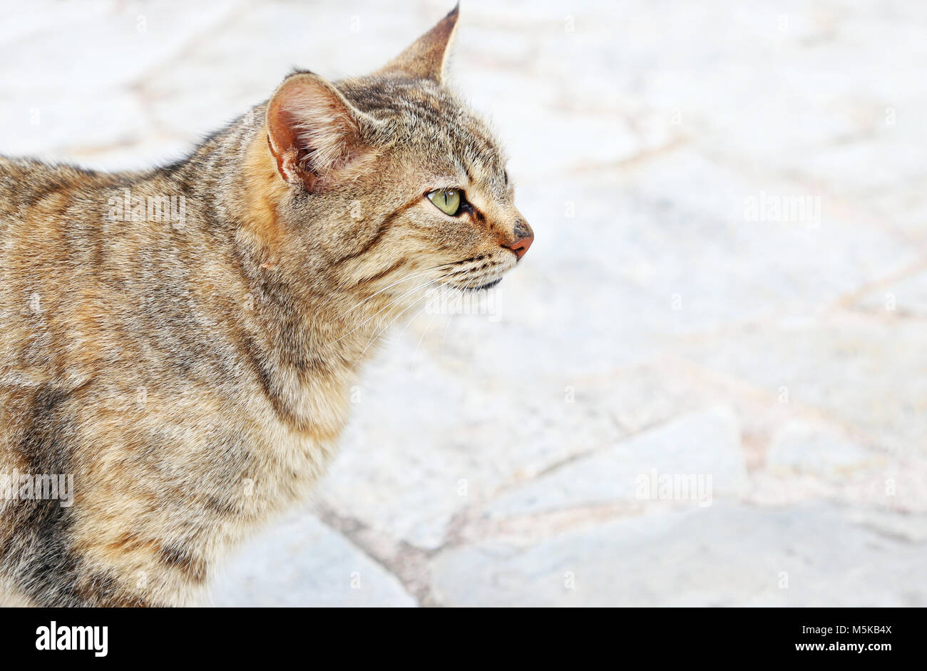 Profil De Chat Aux Yeux Verts Chat Gris Assis Sur Le Trottoir Photo Stock Alamy Profil De Chat Aux Yeux Verts Chat Gris Assis Sur Le Trottoir Photo Stock Alamy