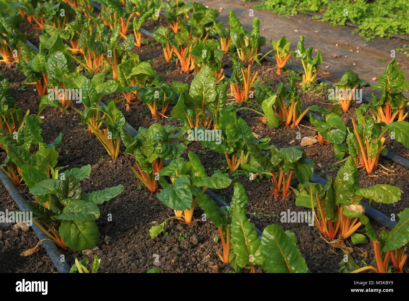 La culture des légumes biologiques à l'intérieur grande serre dans l'est du Devon Banque D'Images