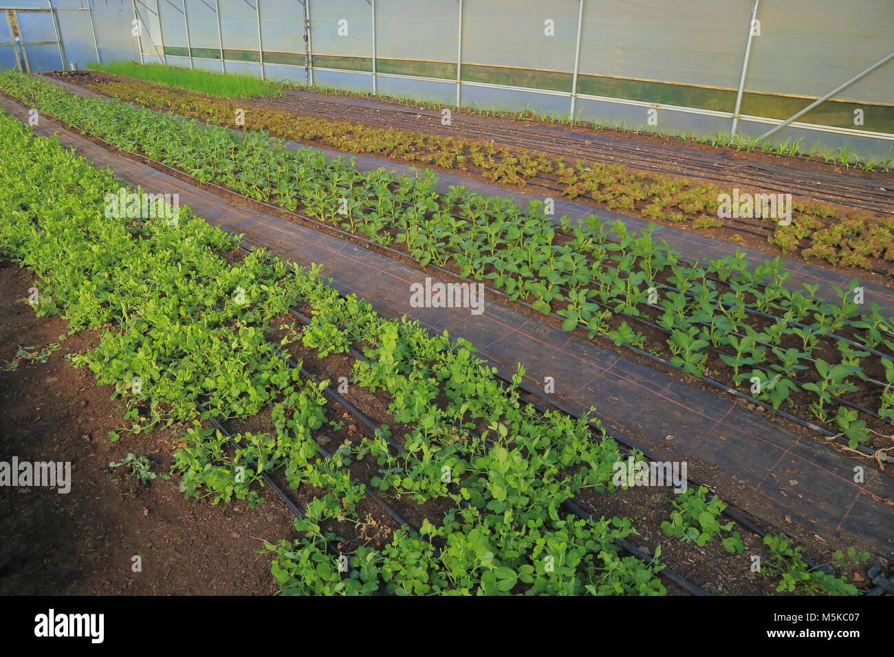 La culture des légumes biologiques à l'intérieur grande serre dans l'est du Devon Banque D'Images