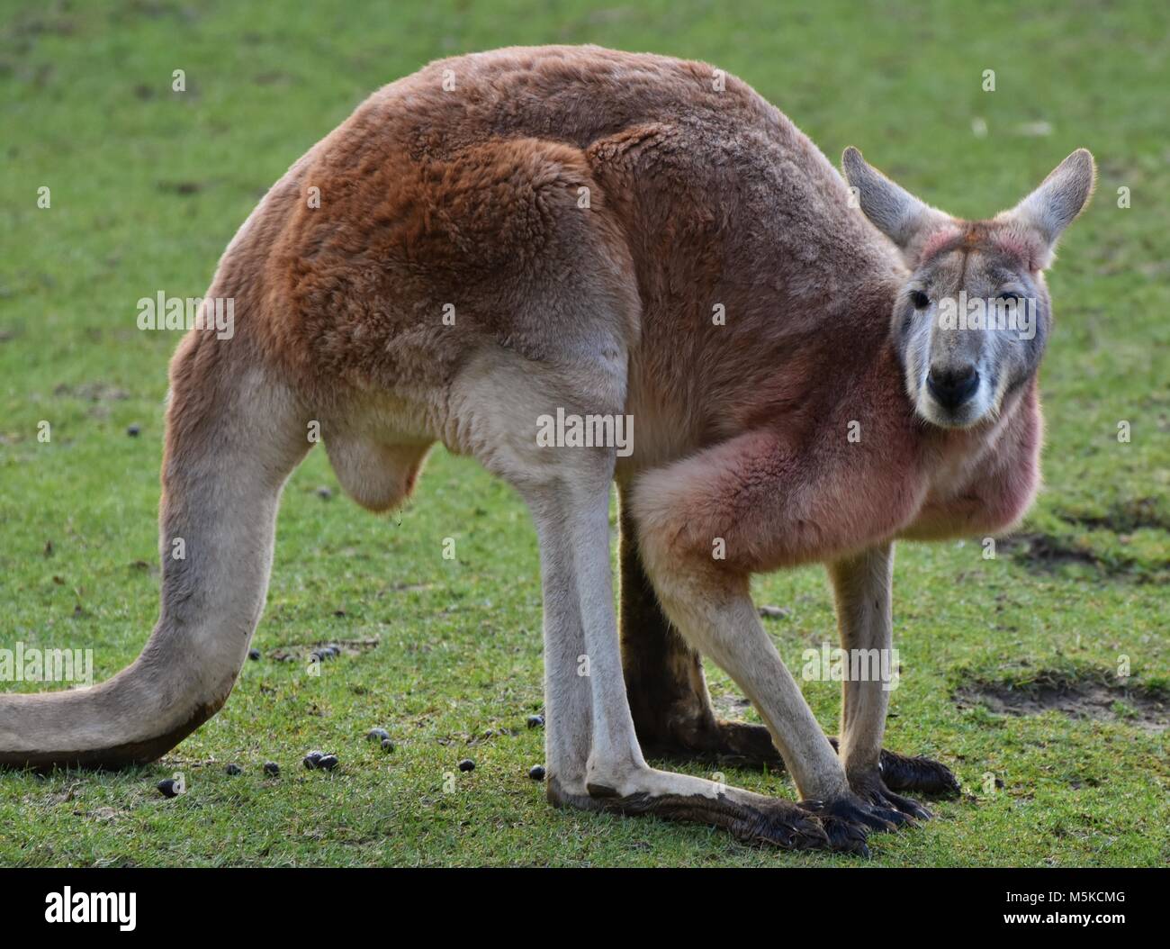 Le kangourou rouge (Macropus rufus) est le plus grand de tous les kangourous, le plus grand mammifère terrestre en Australie, et le plus grand marsupial. Banque D'Images