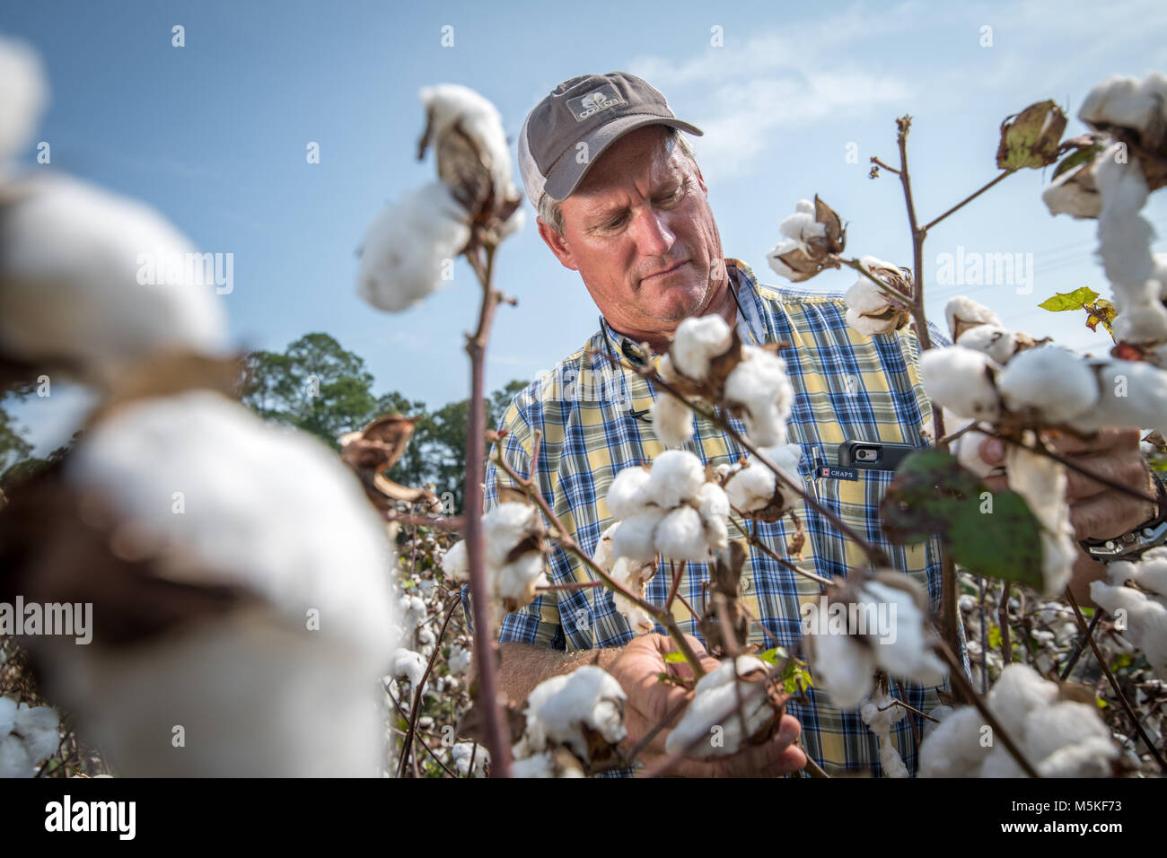 À la recherche jusqu'à l'Université de Géorgie entomologiste, Phillip Marion Roberts, debout dans un champ de coton bountiful examine un coton boll, Tifton, Georgi Banque D'Images