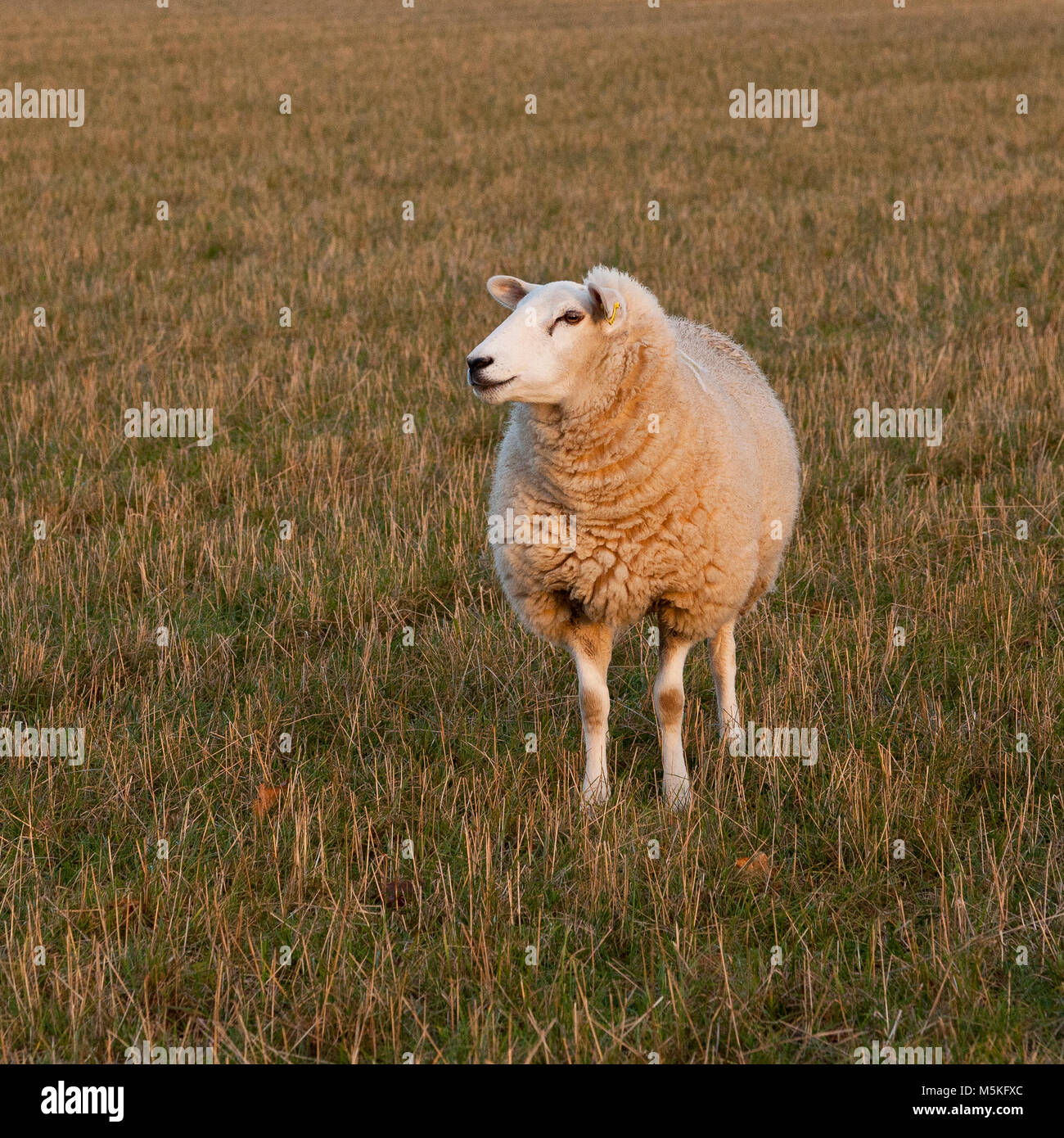 Un mouton blanc debout dans un champ d'herbe Banque D'Images