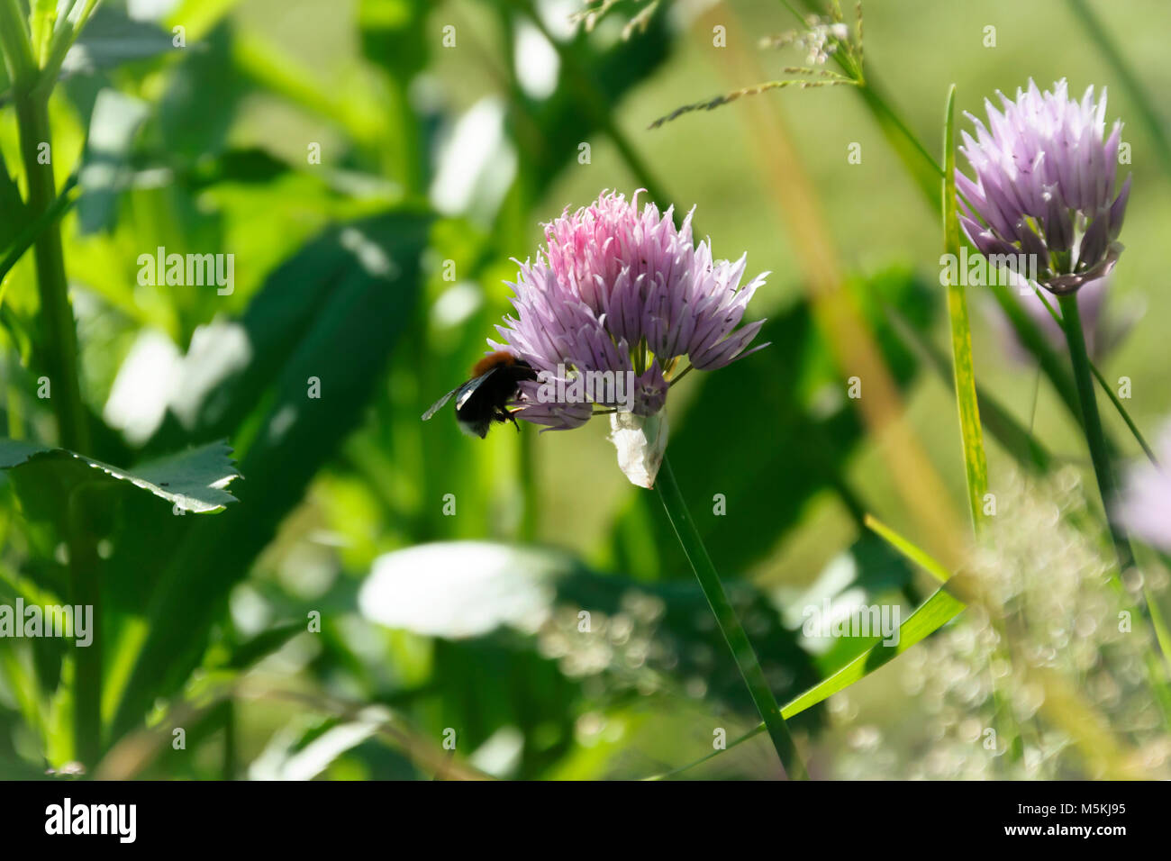 Plus d'une abeille Allium blooming Banque D'Images