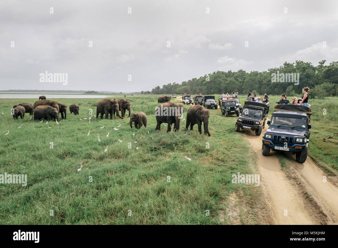 Recueillir des éléphants sauvages dans le Parc National Minneriya, Sri Lanka. Le parc est pensé pour contenir près de 200 éléphants sauvages. Banque D'Images