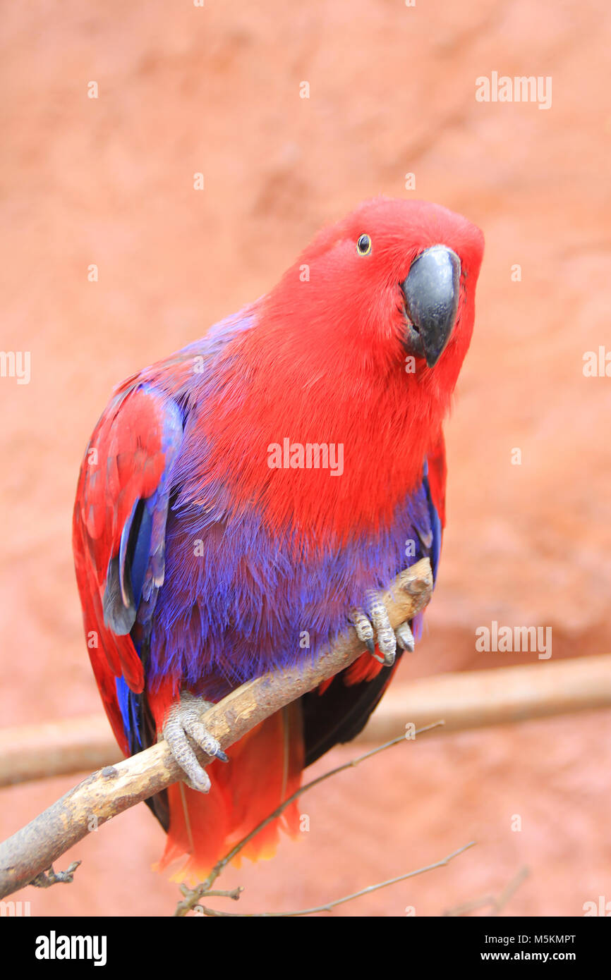 L'eclectus roratus Eclectus parrot (perroquet) est une native Banque D'Images