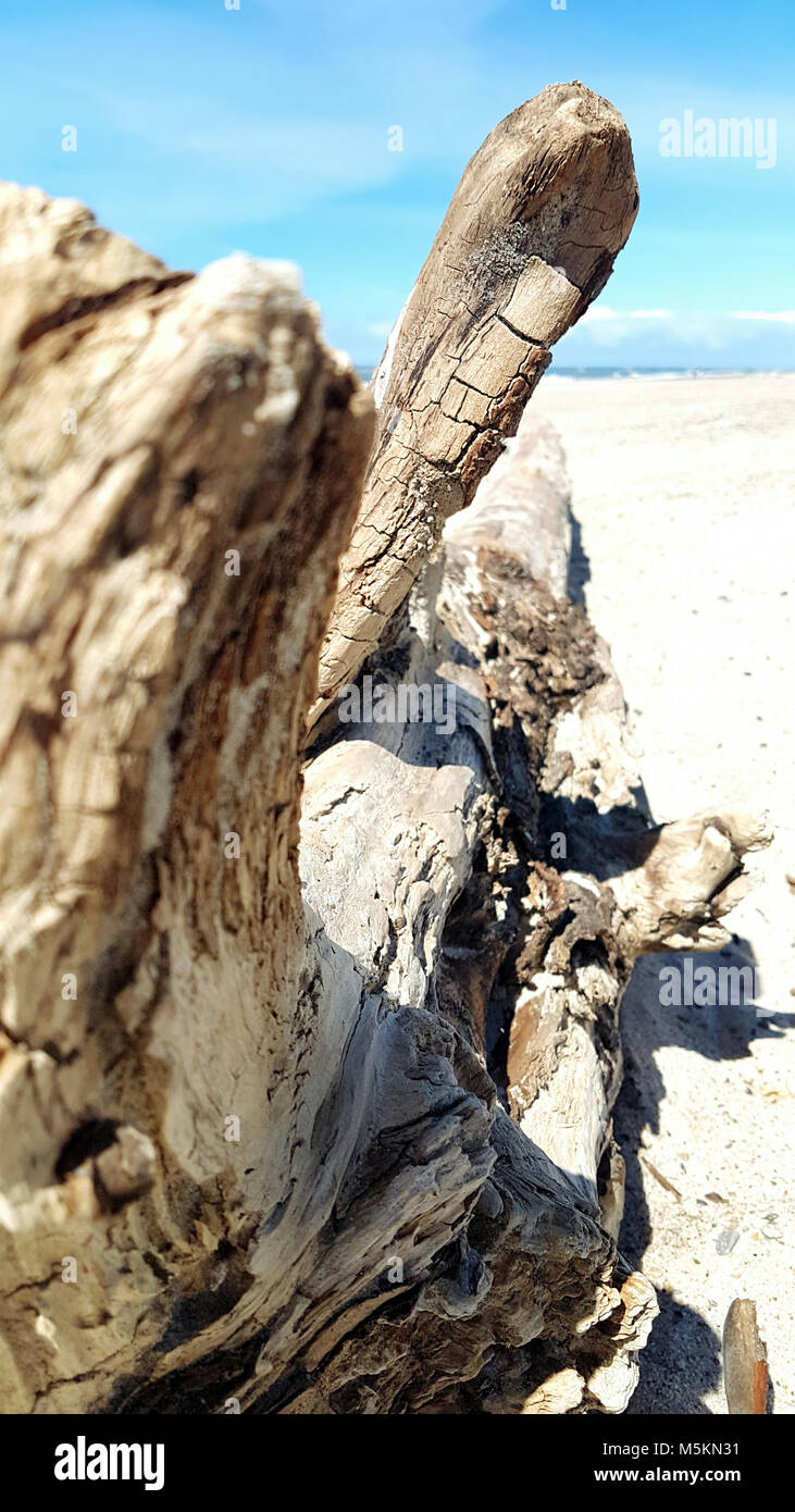 Arbre généalogique de bois flotté sur la plage par beau temps Banque D'Images