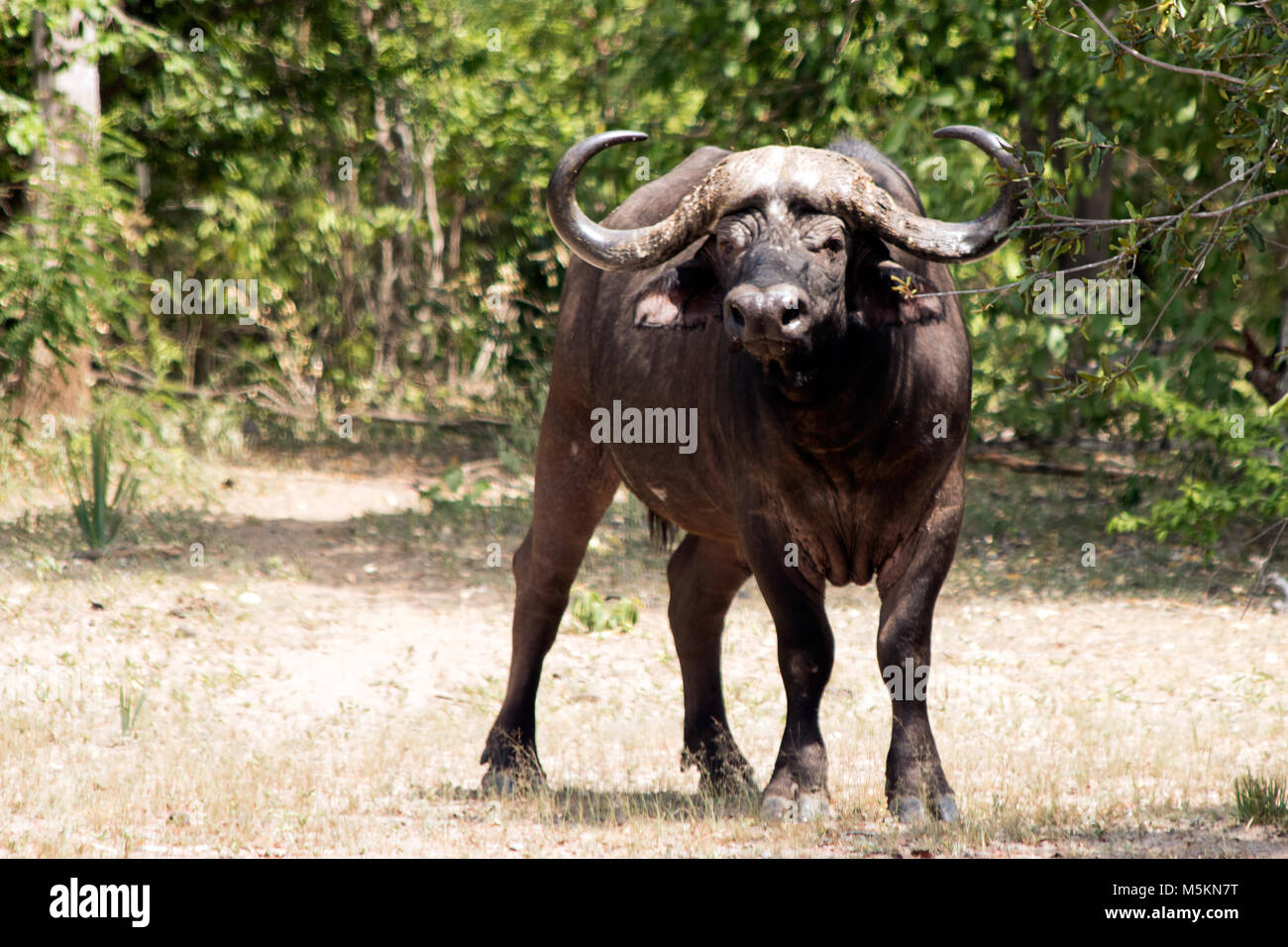 Buffle africain dans Safari Banque D'Images