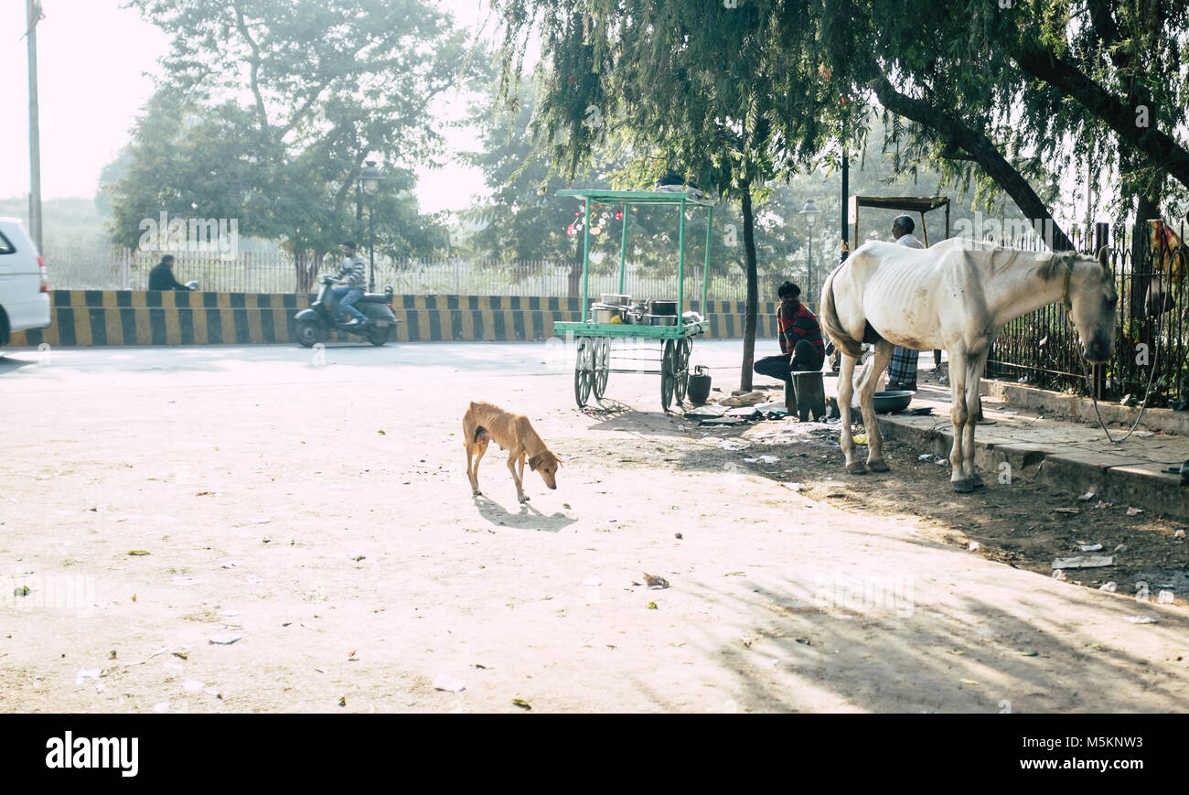 Un cheval de malnutrition et le chien se tiennent à l'extérieur l'entrée du Fort Rouge à Agra, en Inde. Banque D'Images Un cheval de malnutrition et le chien se tiennent à l'extérieur l'entrée du Fort Rouge à Agra, en Inde. Banque D'Images