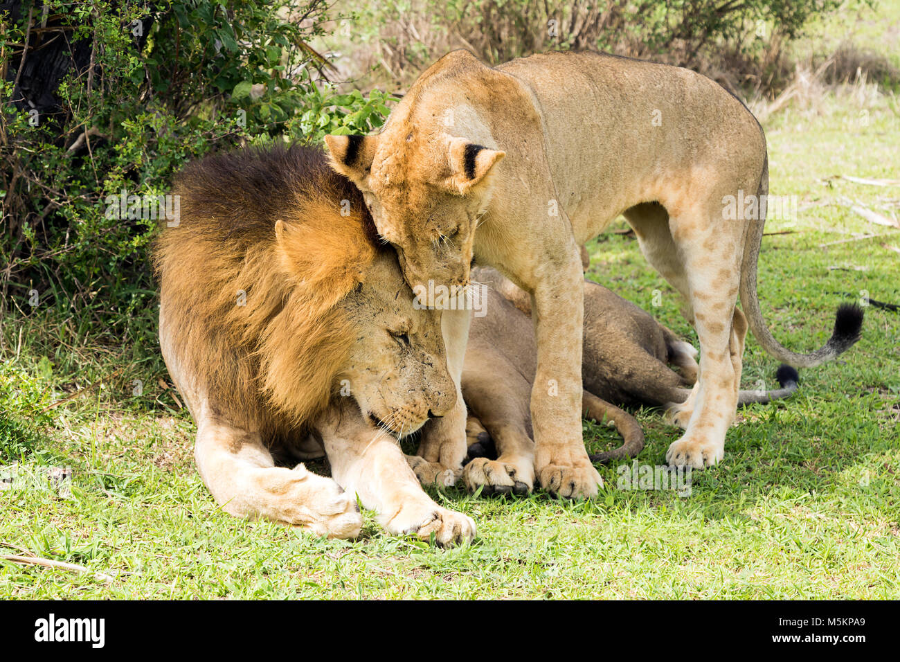 Les Lions saluent gentiment Banque D'Images