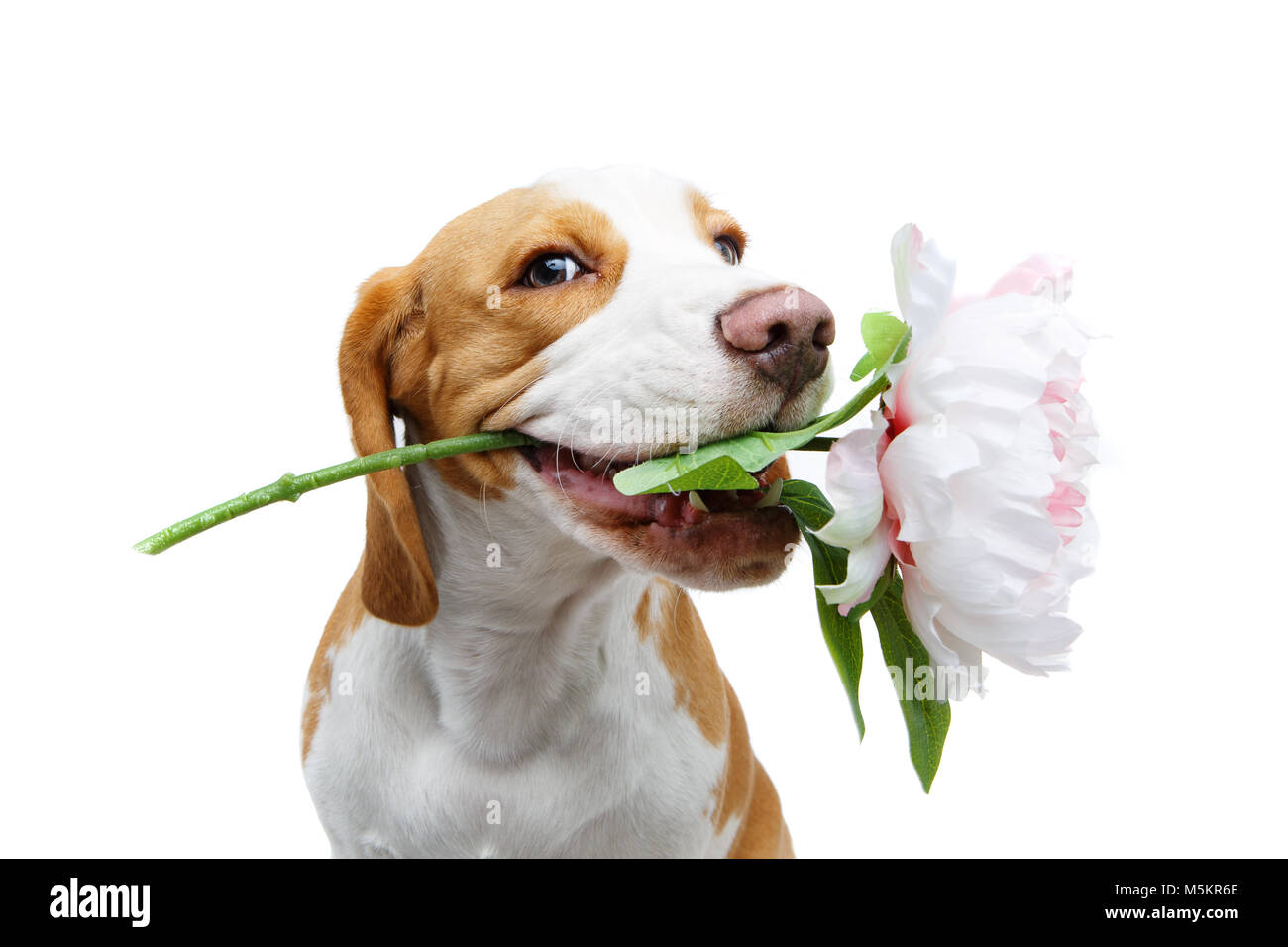 Belle fleur avec un chien beagle Photo Stock - Alamy