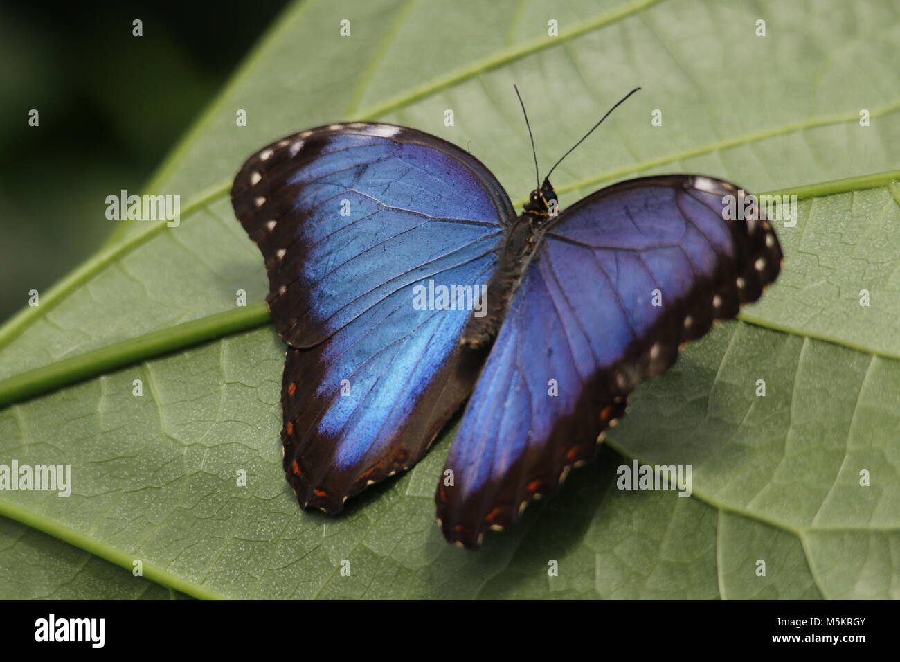 Papillon Morpho bleu Banque D'Images