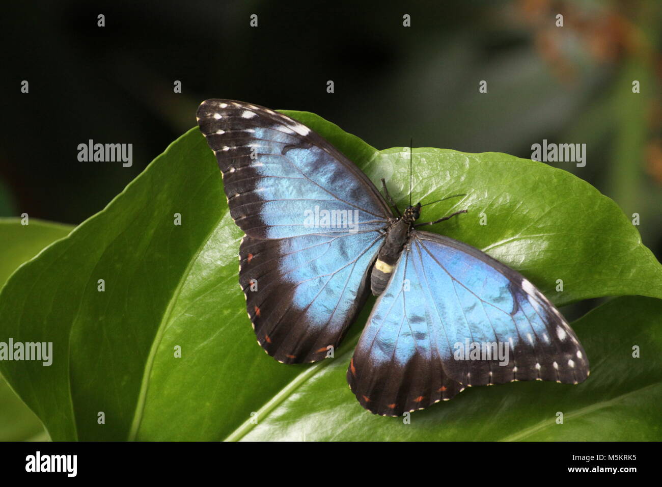 Papillon Morpho bleu Banque D'Images