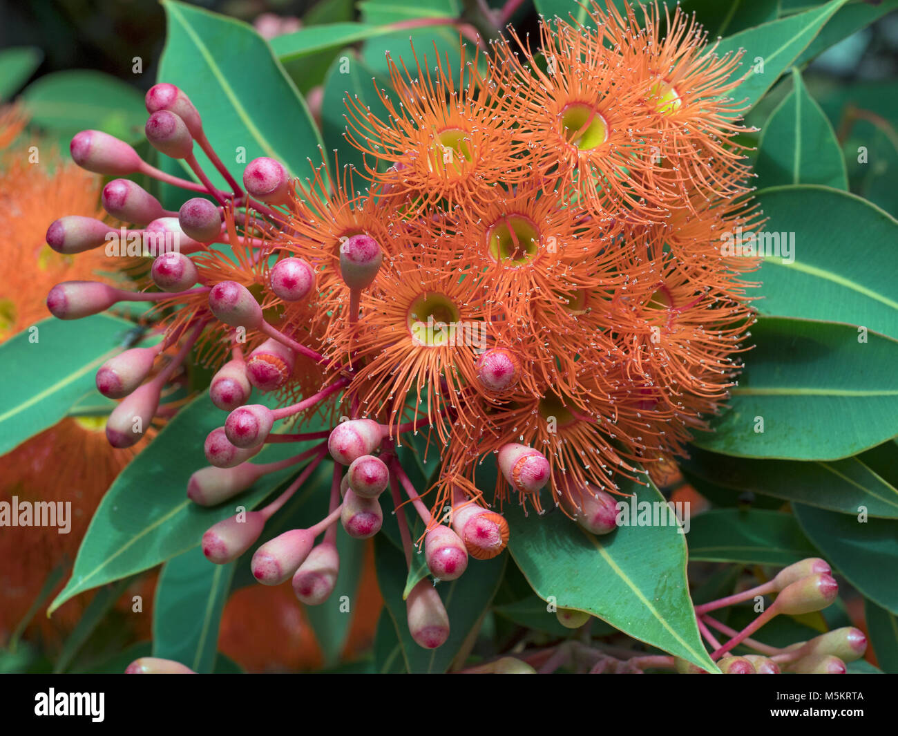 Floraison rouge gum Corymbia ficifolia jardin botanique de Melbourne Banque D'Images