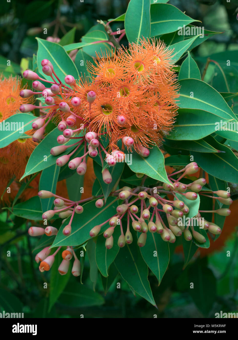 Floraison rouge gum Corymbia ficifolia jardin botanique de Melbourne Banque D'Images