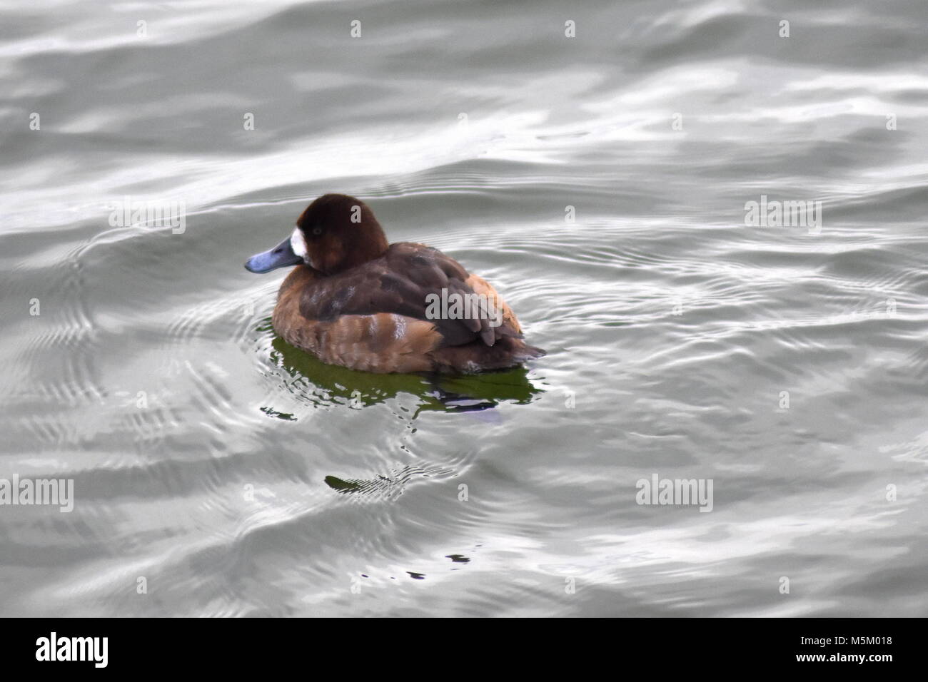 Jeune fuligule morillon nage dans l'eau de mer Banque D'Images