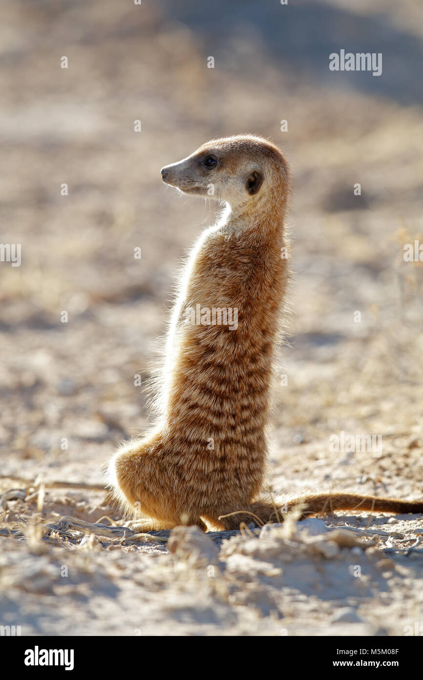 Meerkat alerte (Suricata suricatta) montent la garde, désert du Kalahari, Afrique du Sud Banque D'Images