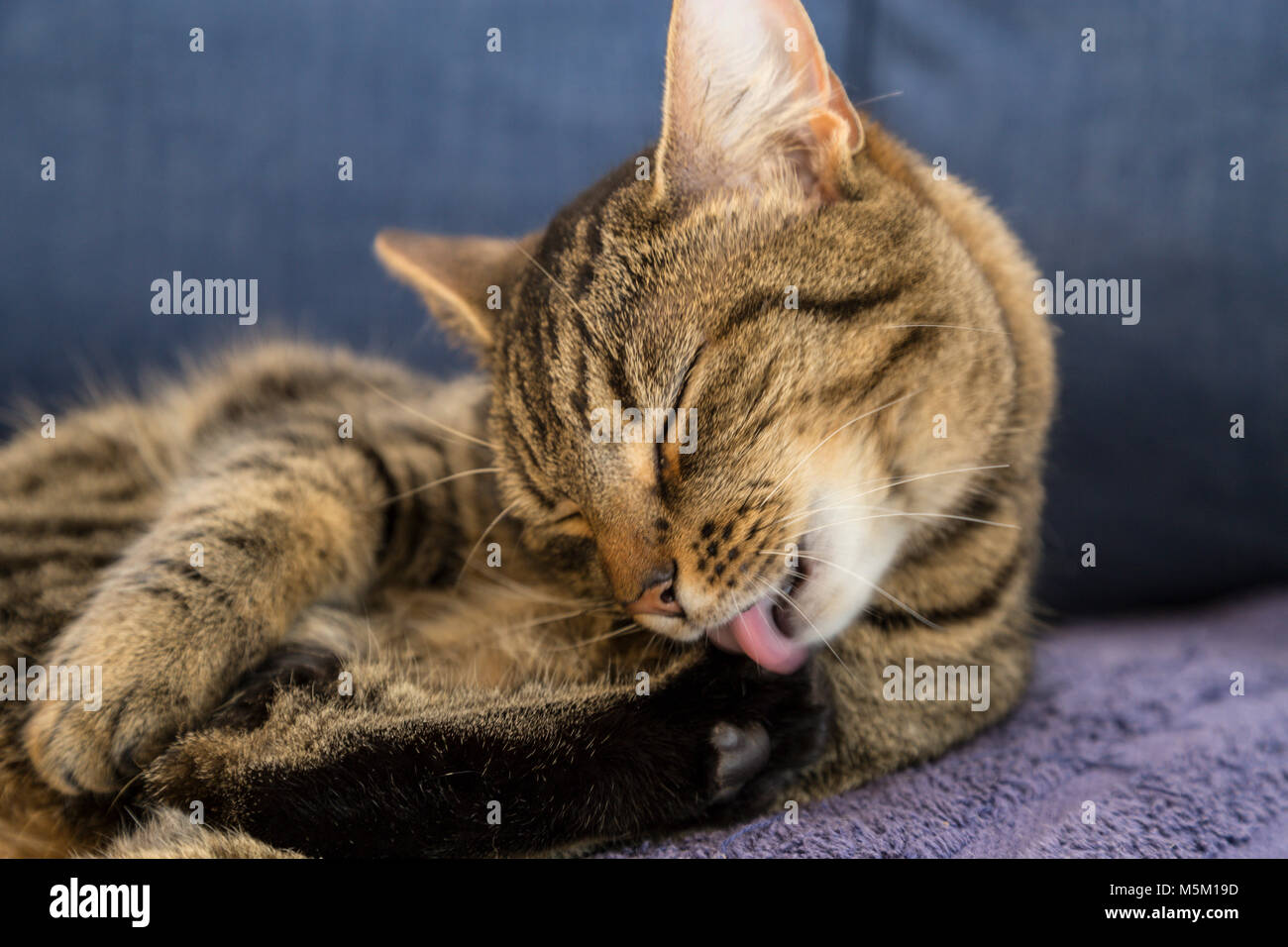 Tabby Cat Bengal chat laver ses pieds sur une couverture bleue. Banque D'Images