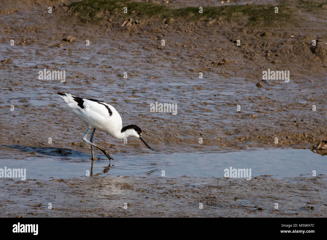 Avocette dans la boue Banque D'Images