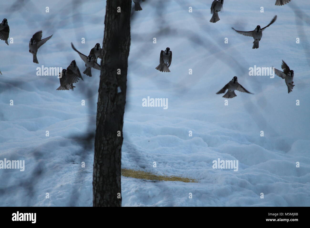 Famille d'oiseaux bruant éclatantes voler dans l'air l'air dance Banque D'Images