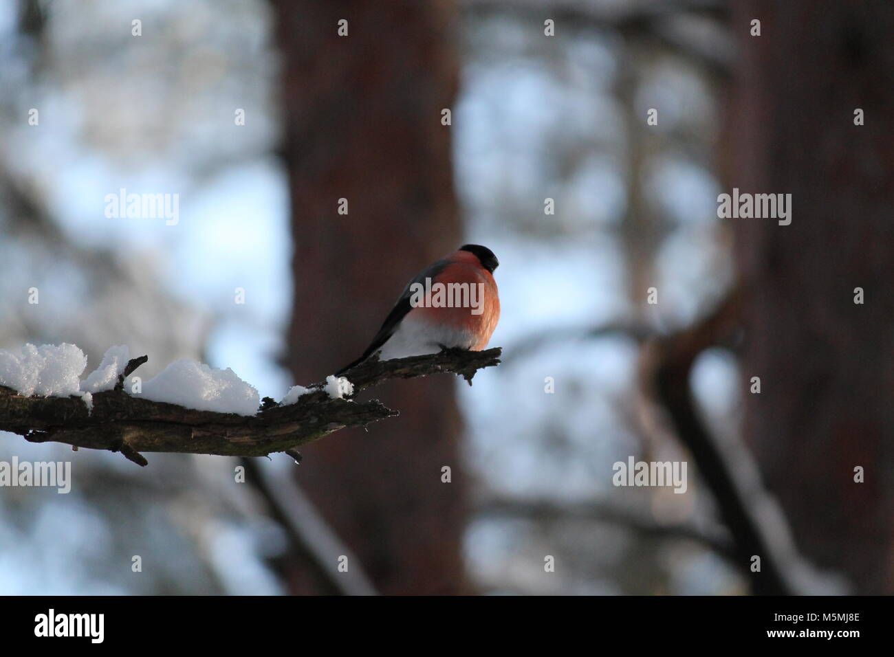 Bouvreuil big wild avec la poitrine rouge vif sur le chaud soleil en journée froide d'hiver Banque D'Images