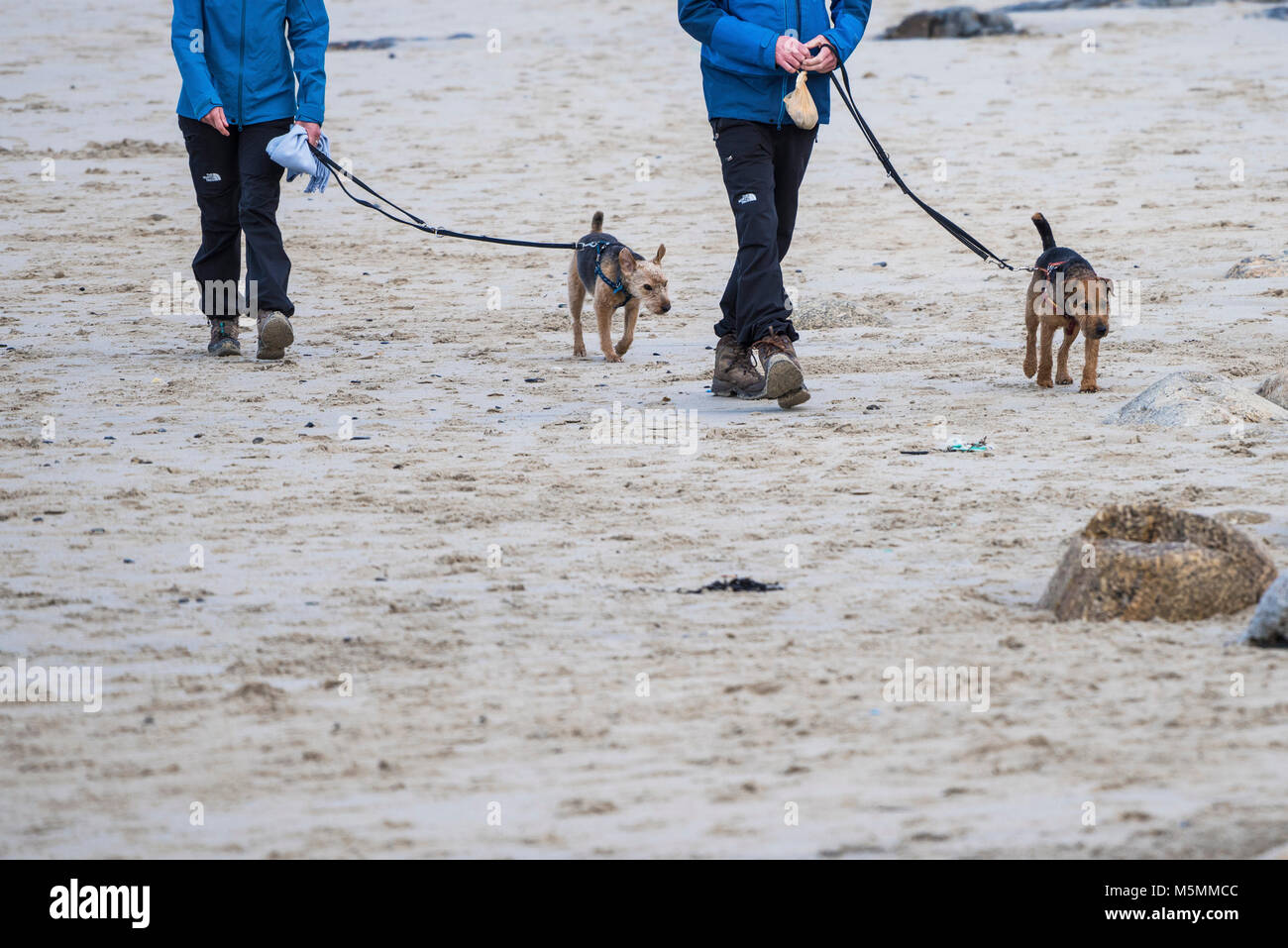 Les promeneurs de chiens sur la plage de Sennen à Cornwall. Banque D'Images