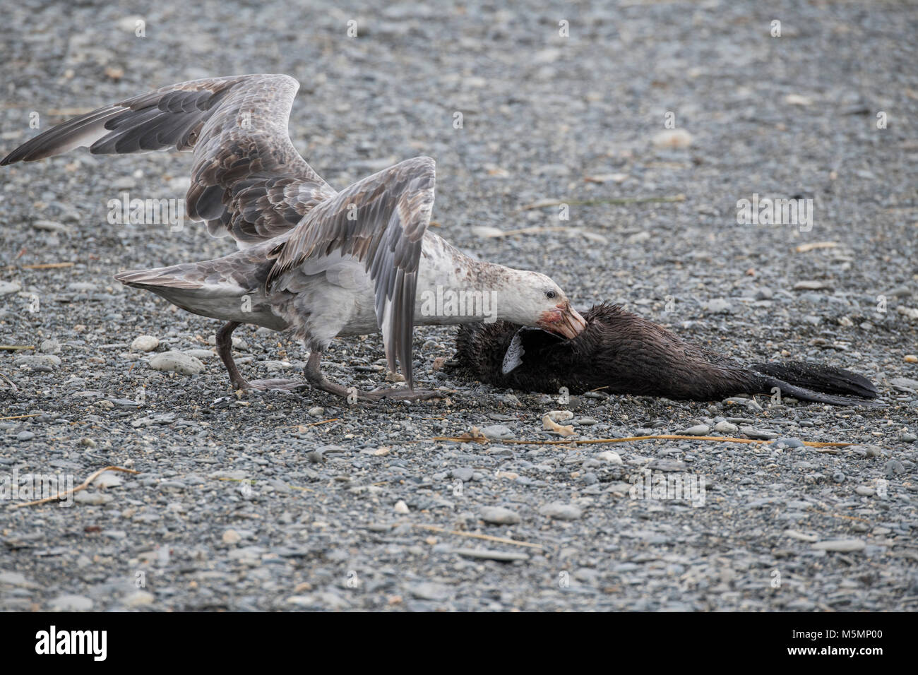 La Géorgie du Sud, plaine de Salisbury. Pétrel géant sur l'alimentation de bébés phoques à fourrure antarctique morts (Arctocephalus gazella) Banque D'Images