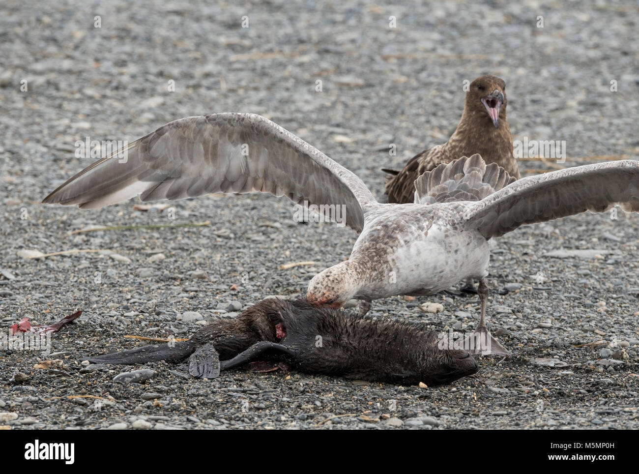 La Géorgie du Sud, plaine de Salisbury. Pétrel géant sur l'alimentation de bébés phoques à fourrure antarctique morts (Arctocephalus gazella), brown skua au loin. Banque D'Images