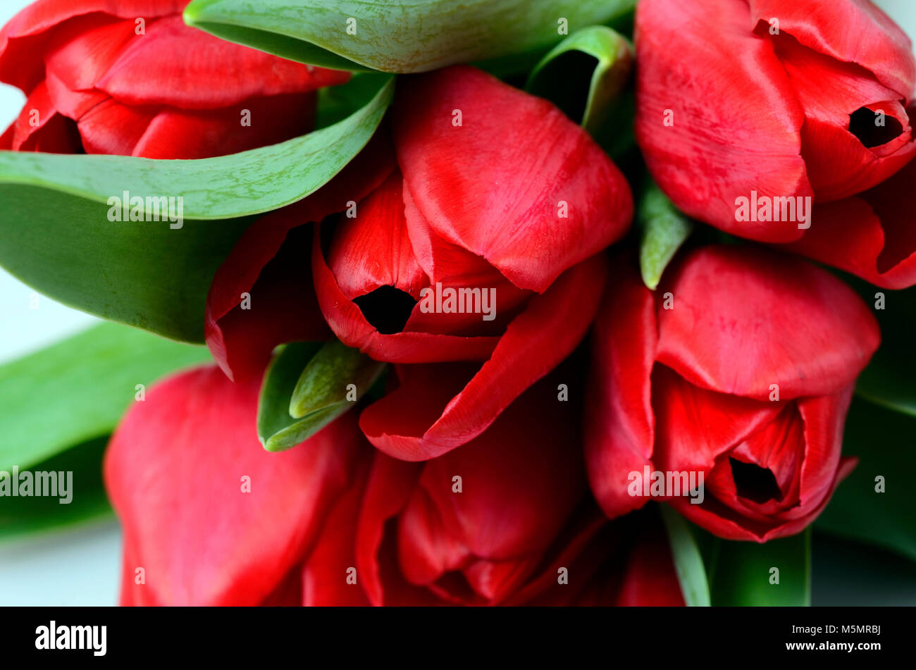 Bouquet de tulipes : fleurs rouges pour la Saint-Valentin contexte Banque D'Images
