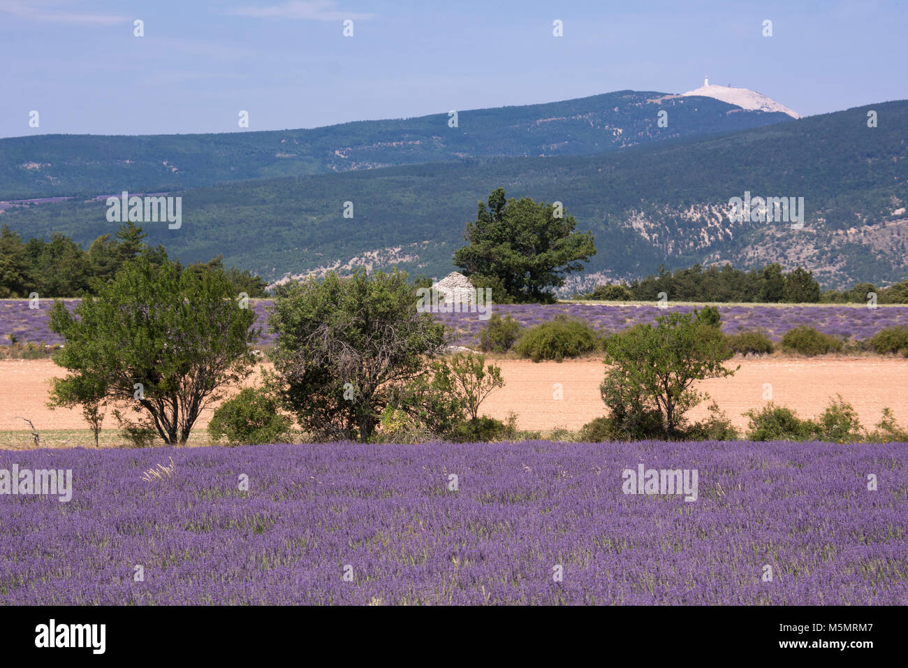Lavendelfeld bei Ferrassières, Provence, Frankreich, Europa Banque D'Images